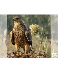 گونه عقاب شاهی Eastern Imperial Eagle